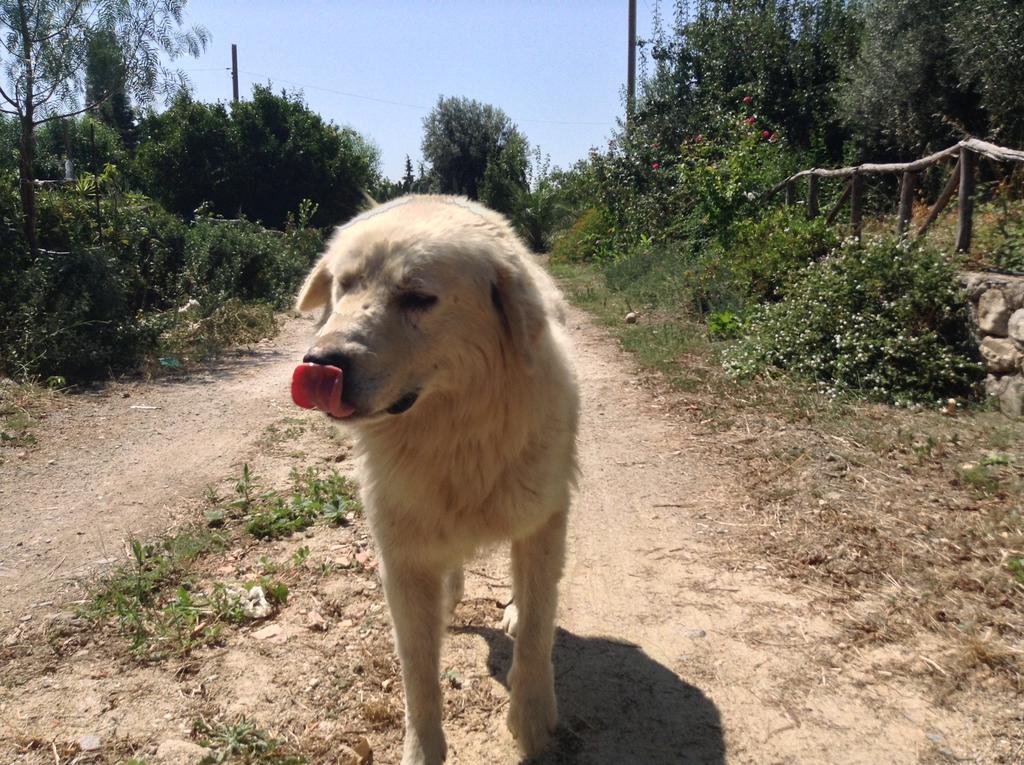Antico Frantoio Βίλα Cerchiara di Calabria Εξωτερικό φωτογραφία